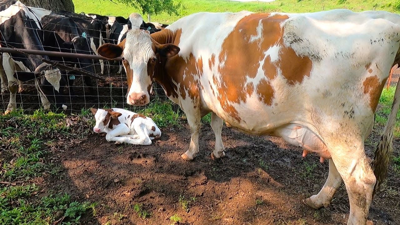 Milking Cows During The Summer! The Best Time Of Year To Milk Cows!