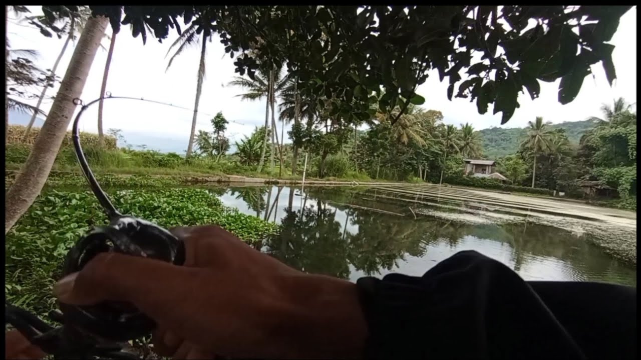 Mancing ikan gabus purba