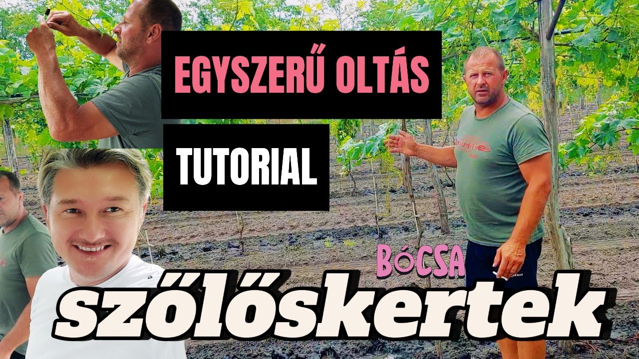 🍇 SZŐLŐSKERTEK 2./8.rész ► BARNA RAPID OLTÁSA ►  A TERMÉS SZABÁLYOSAN LEDÖNT A LÁBUNKRÓL!