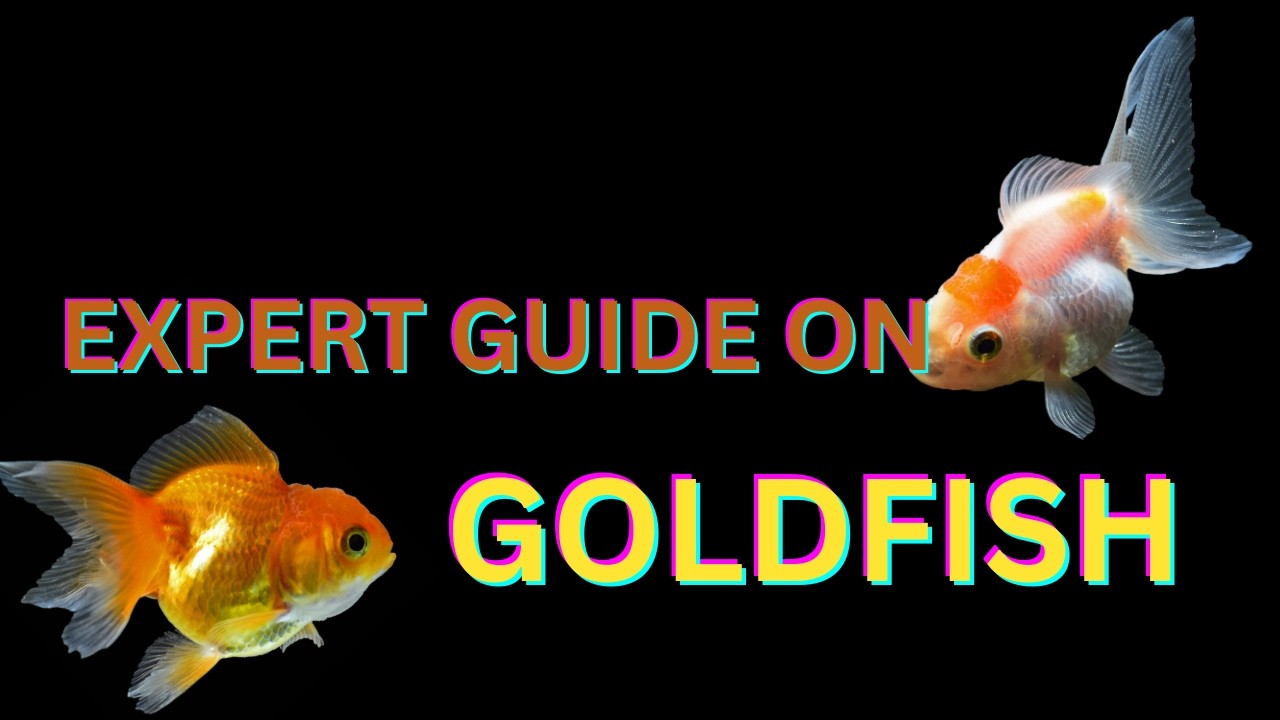 Goldfish Care Guide in 5 Minutes 🐠 | Expert Tips for a Healthy Aquarium (Beginner to Pro)