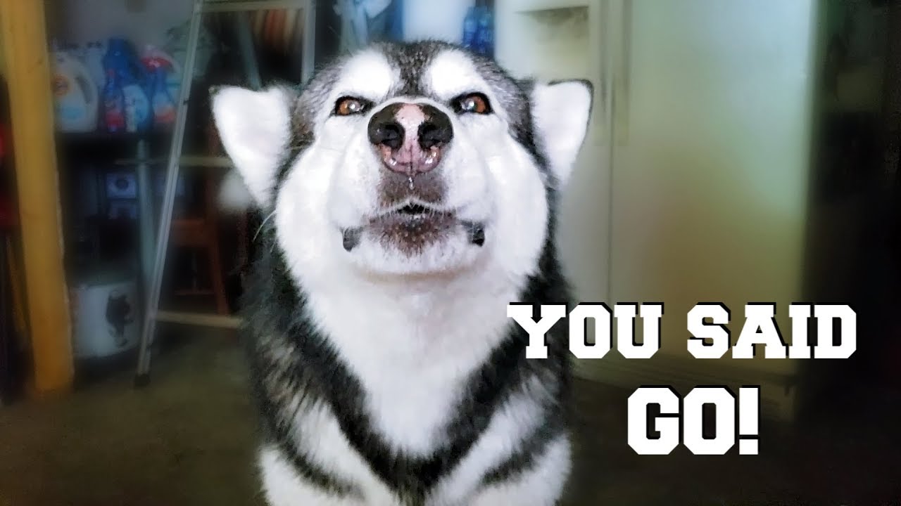 Malamute Argues With Owner | He Insists I Said Go But I Said No