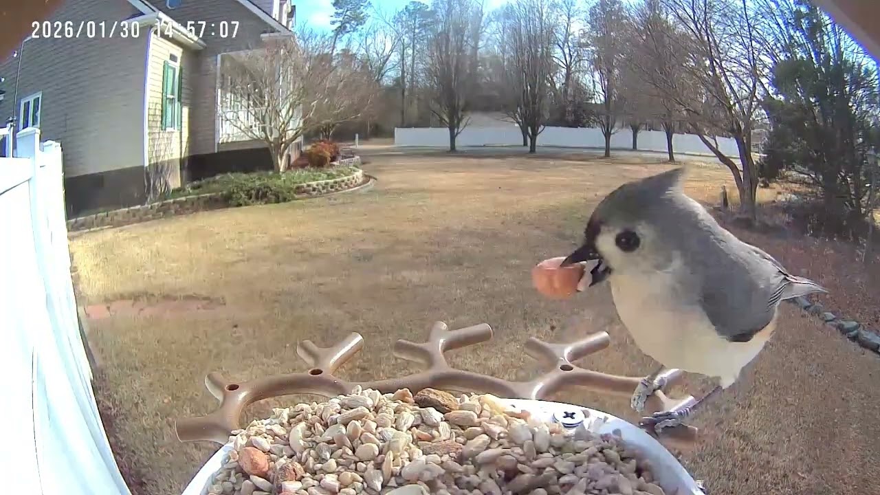 Action at the Bird Feeder