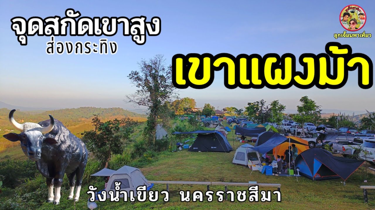 กางเต็นท์เขาแผงม้า  พาไปส่องกระทิงจุดสกัดเขาสูงเขตห้ามล่าสัตว์ป่าเขาแผงม้าอากาศดีมากวิว360องศา