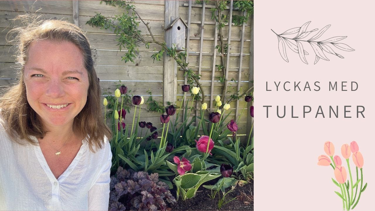 LYCKAS MED TULPANER 🌷| så får du dom att blomma år efter år 🌷
