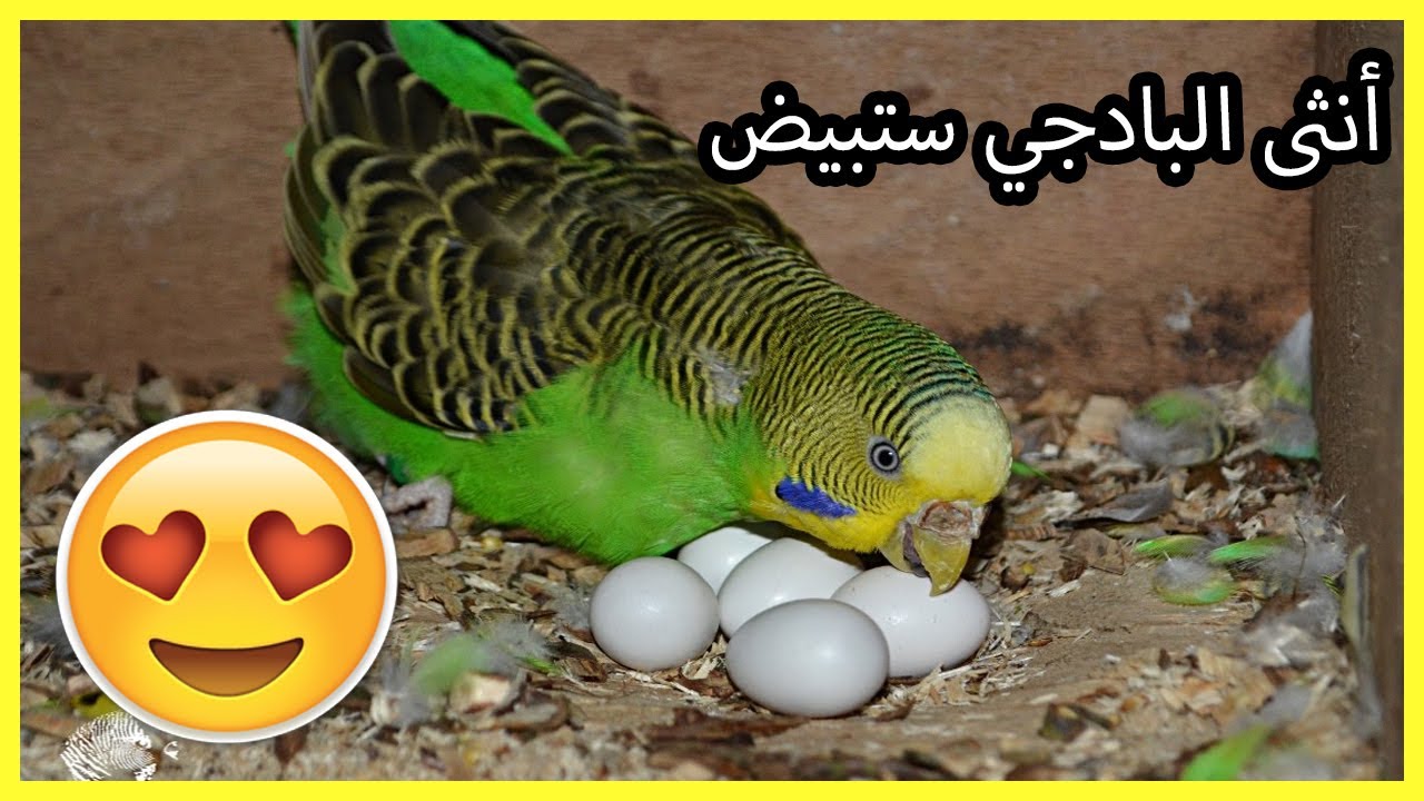🔥أهم العلامات التي تدل على أن أنثى البادجي🐦 حامل✨
