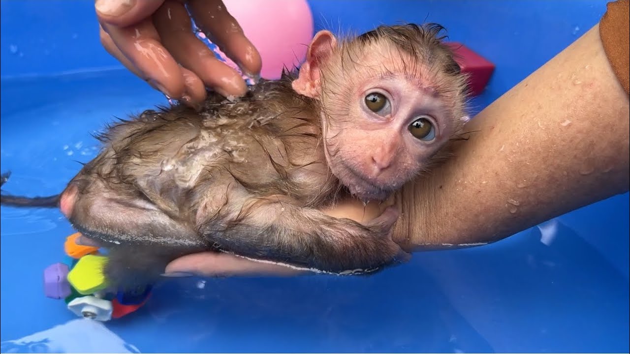 Mother bathes baby monkey Tina in a large swimming pool