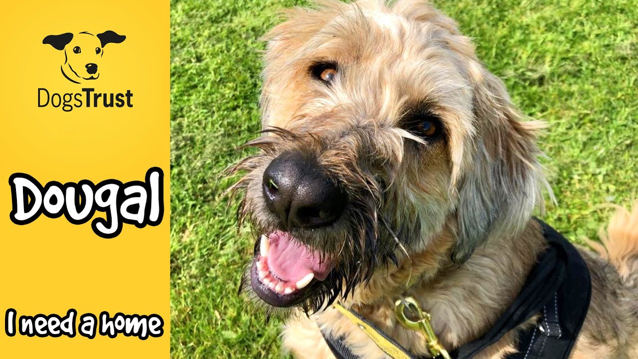 Dougal the Catalan Sheepdog | Dogs Trust Canterbury