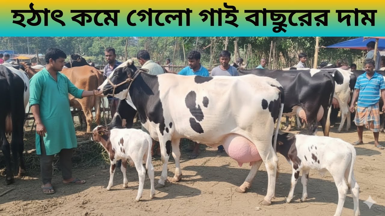 হঠাৎ কমে গেলো গাই বাছুরের দাম। নতুনহাট জয়পুরহাট। #cow #viral @haterkotha 