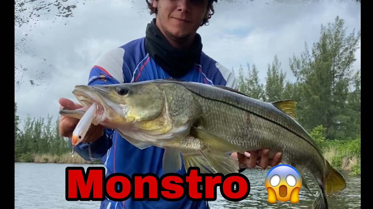 Meu recorde de Robalo e Xar&eacute;u NO PLUG !!!! S&Oacute; MONSTRO NA SUPERF&Iacute;CIE! ( snook fishing )