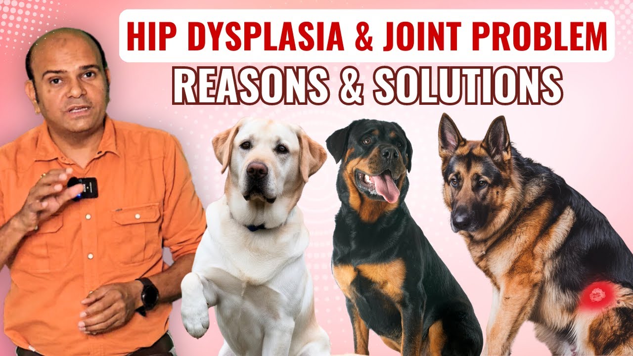 Hip Dysplasia & Joints Problem In Dogs | Reasons & Solution - By Baadal Bhandaari