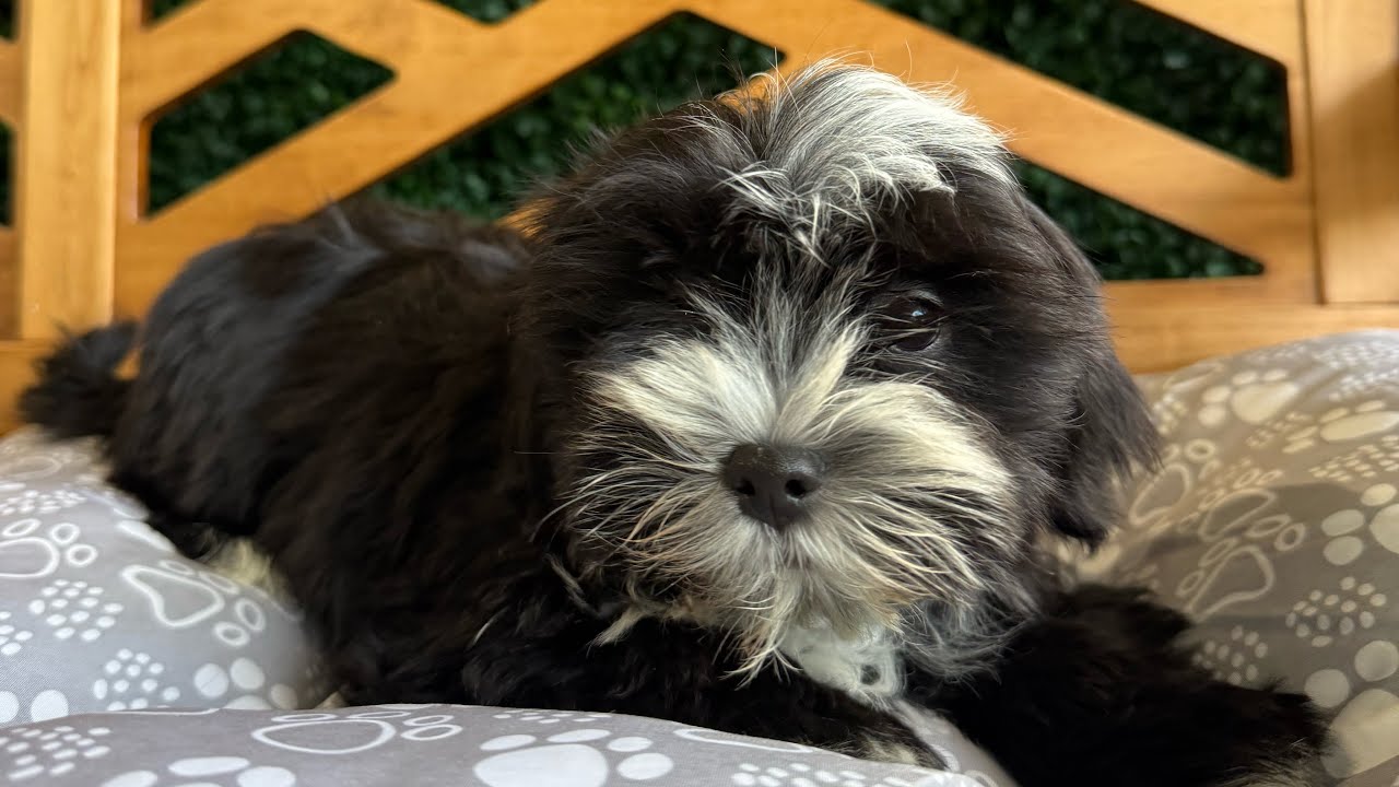 Morkie Puppies For Sale #forsale Litter Of Morkie Puppies