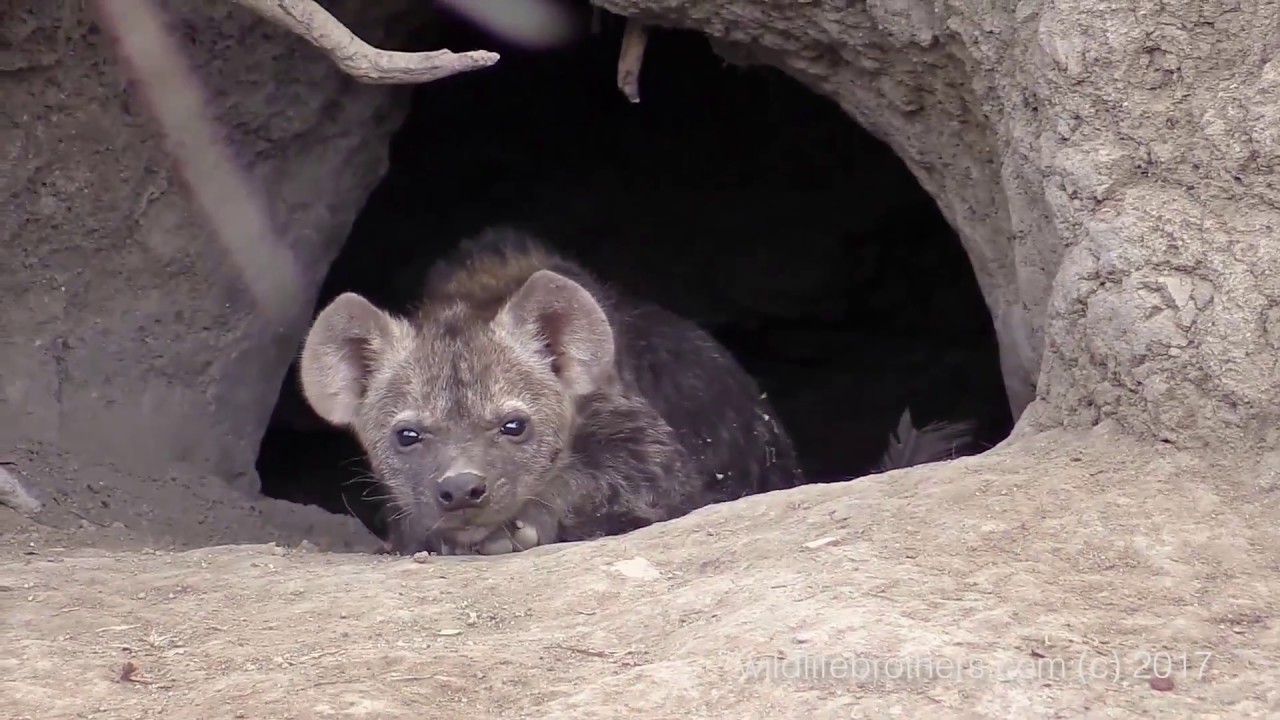 Hyena puppy and older brother leaving den