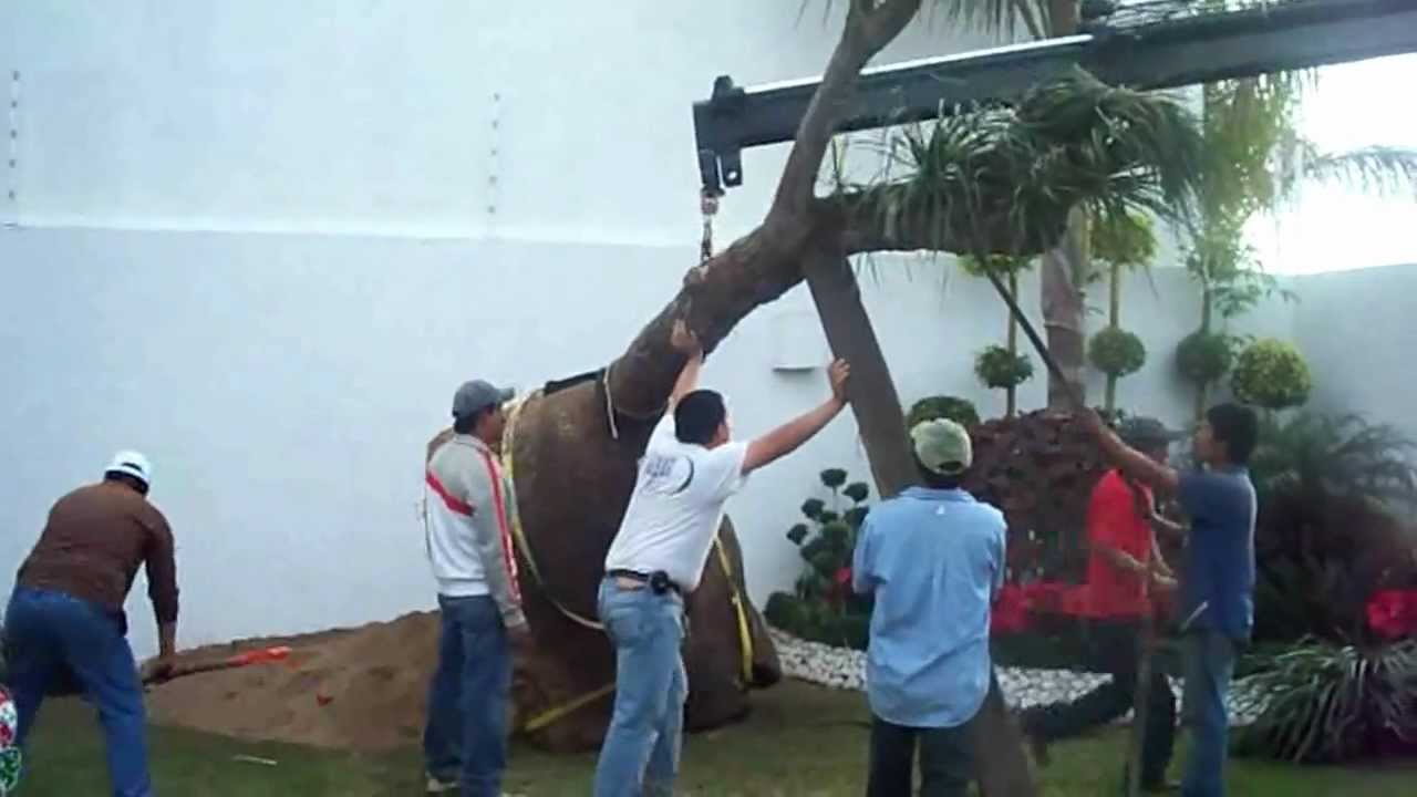 Instalando una Pata de Elefante (Beaucarnea) -Vivero Arte y Jardin