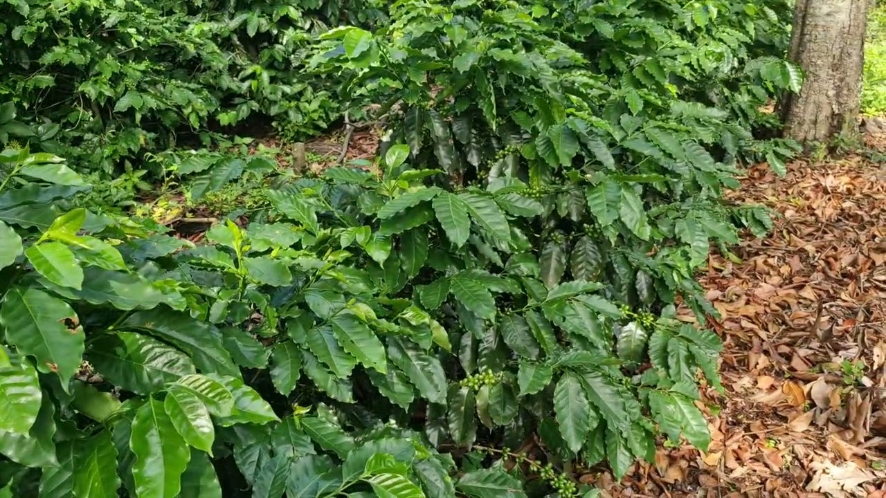 Tercera  Fertilización 3 onzas por planta una mescla sencilla y económica.