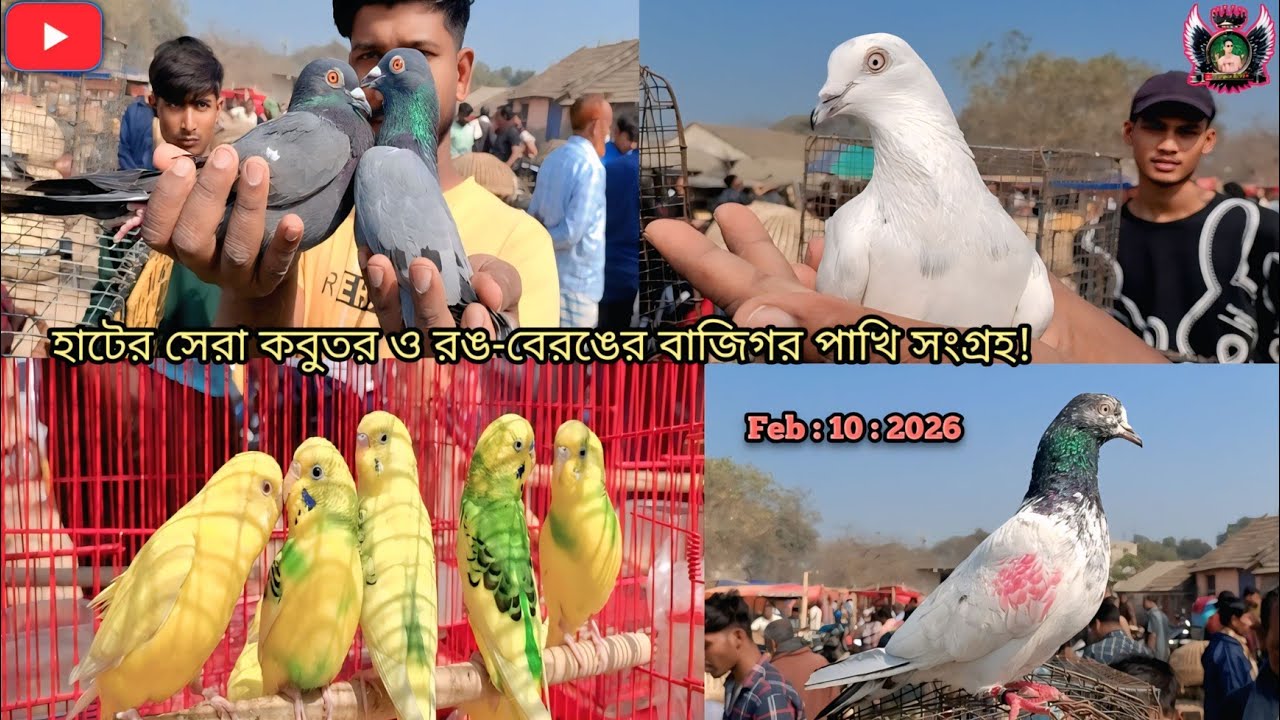 বেলডাঙ্গা পাখির হাটে পানির দামে কবুতর ও বাজিগর পাখি!🔥 ১০ ফেব্রুয়ারি ২০২৬ 🕊️#pigeon #kabutar #video 
