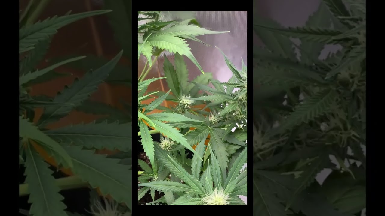 Day 39 Frosted Guava by Original Sensible Seeds