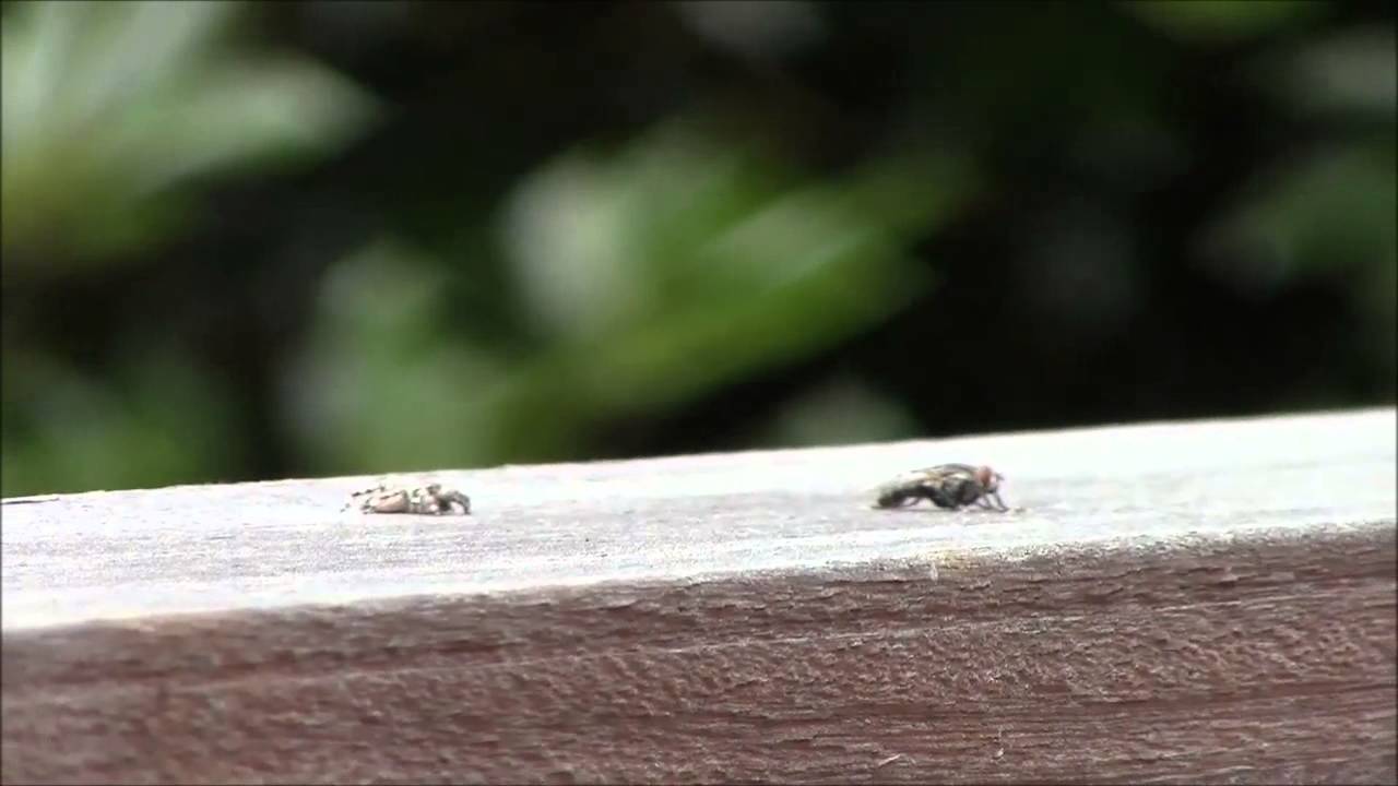 決定的瞬間！クモがハエに飛び掛かるところ　Spider vs Fly