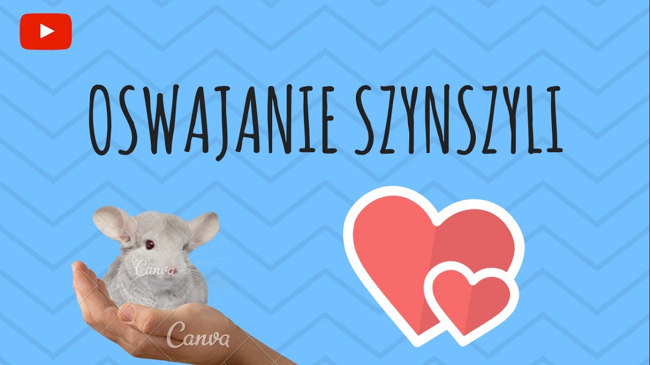 Oswajanie szynszyli