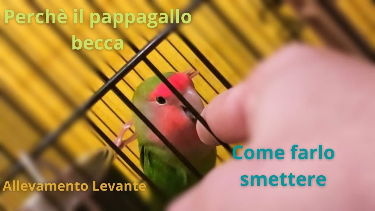 perchè il pappagallo becca -come farlo smettere