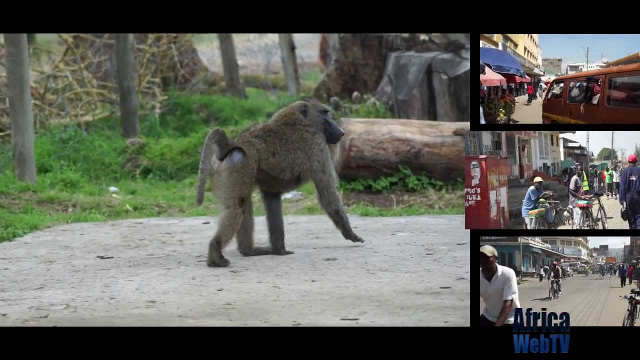 A Short Impression Of The Beautiful City Of Nakuru, Kenya