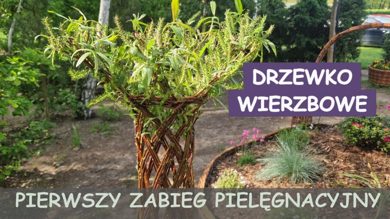 🍀 Drzewko wierzbowe - pierwszy zabieg pielęgnacyjny.