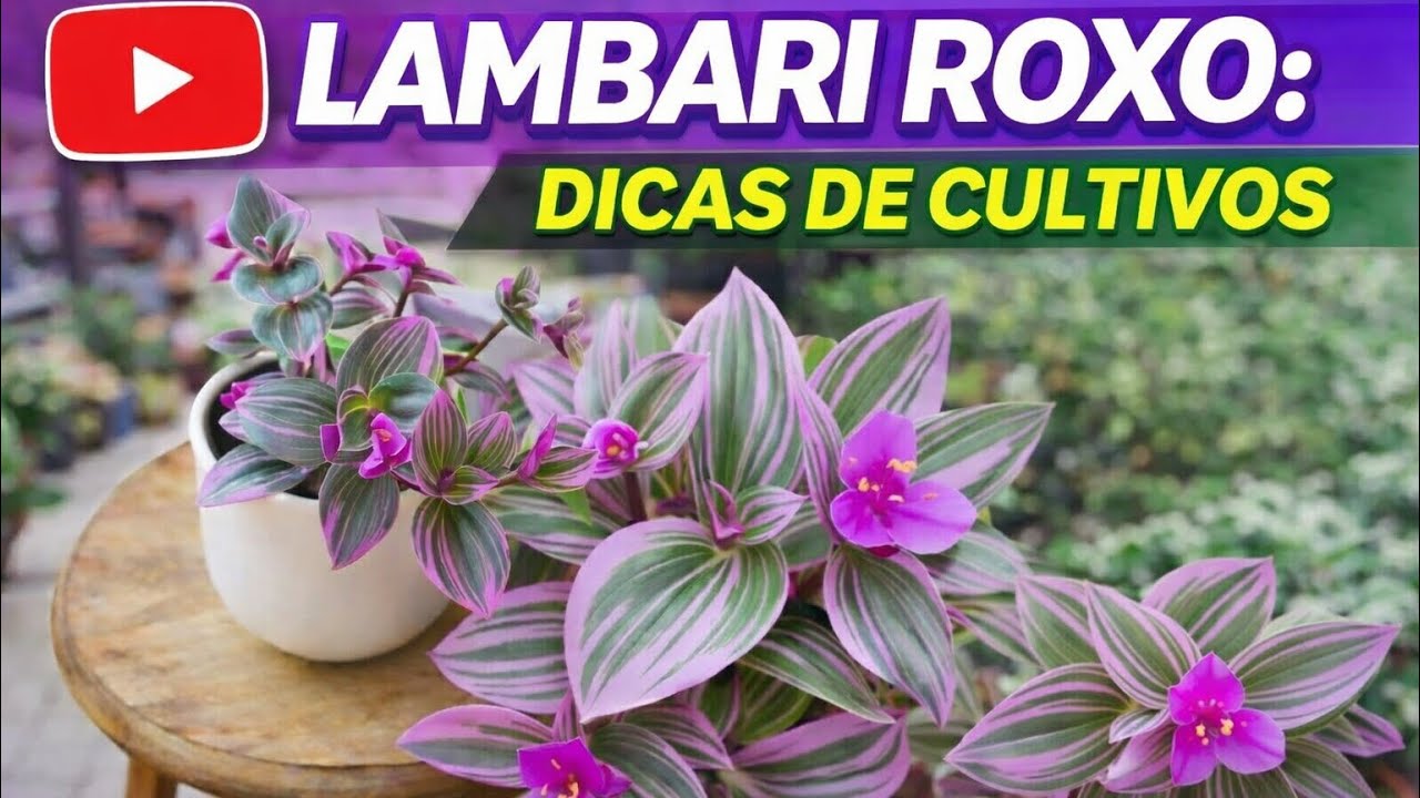 Lambari roxo: A planta que vai transformar sua casa. #lambariroxo #plantas #plants 