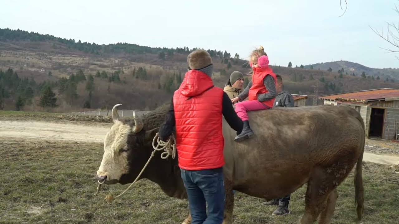 DAVALI SU 17 000 EURA ZA NJEGA MEDJUTIM NEMA ŠANSE NE DAMO GA