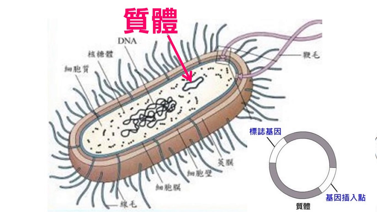 高中生物5 16載體