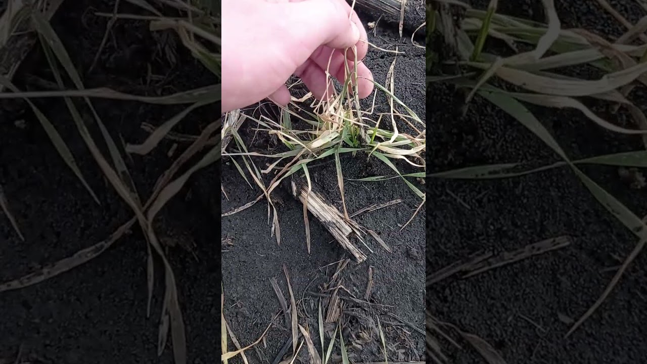 УРА ВОНА ЖИВА 🙂 а я думав її Кирдик, Катаріна вегетація розпочалась👍🤫