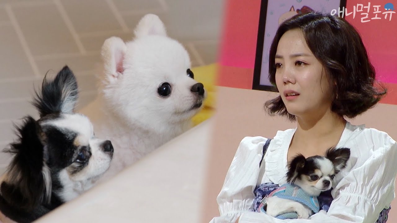[CC] 코골이 대장 장모 치와와 하늘이..고은아 눈물 쏟게 한 검진 결과?  [펫 비타민], KBS 201217 방송
