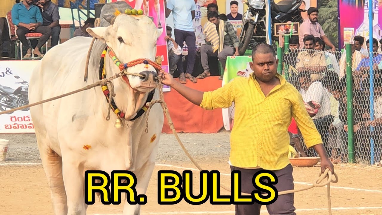 రెంటచింతల సబ్ జూనియర్స్ 9జత.RR. Bulls.D. రోహన్ బాబు గారు. హైదరాబాద్ వారి గిత్తలు