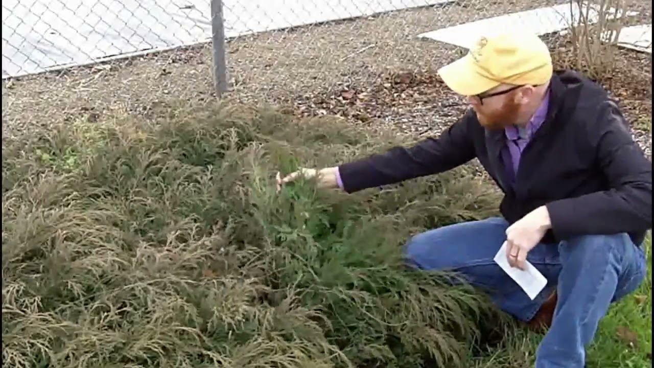 Russian arborvitae (Microbiota decussata) - Plant Identification