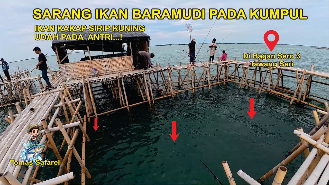 VIRAL SPOT GACOR Ikan Kakap Putih atau Baramundi | MANCING BAGAN SERO 3 Tawang Sari