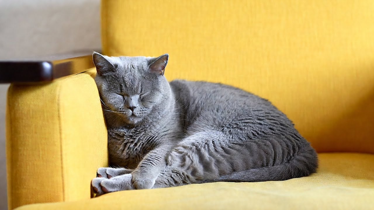 LIVE 🐱 Cozy Lofi Rain Music for Sleeping Kittens 🌧️ | Season 14