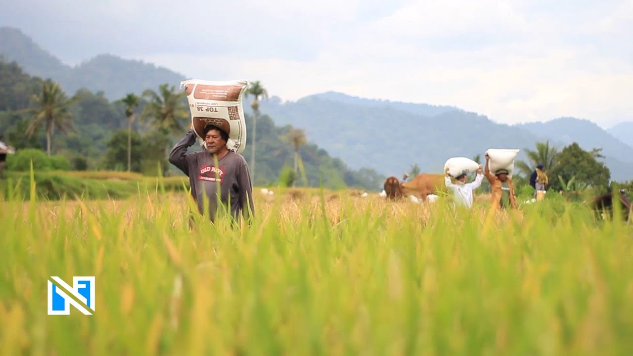 Proses Panen Padi di Nagari Sumanik (Tanah Datar, Sumatera Barat)