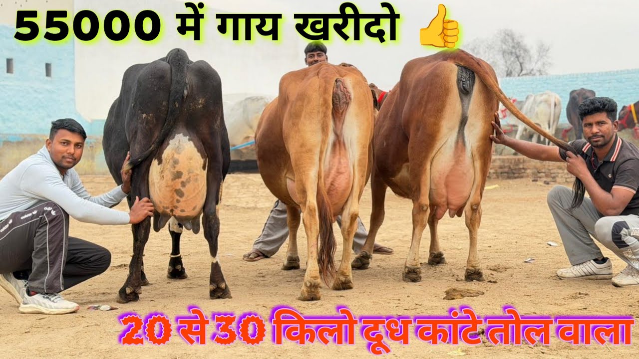 20 से 30 लीटर दूध 💥 गारंटी के साथ। 6 गाय बिकाऊ, 75000 से दाम। 6 Cows Sale with 20 to 30 ltr Milking 