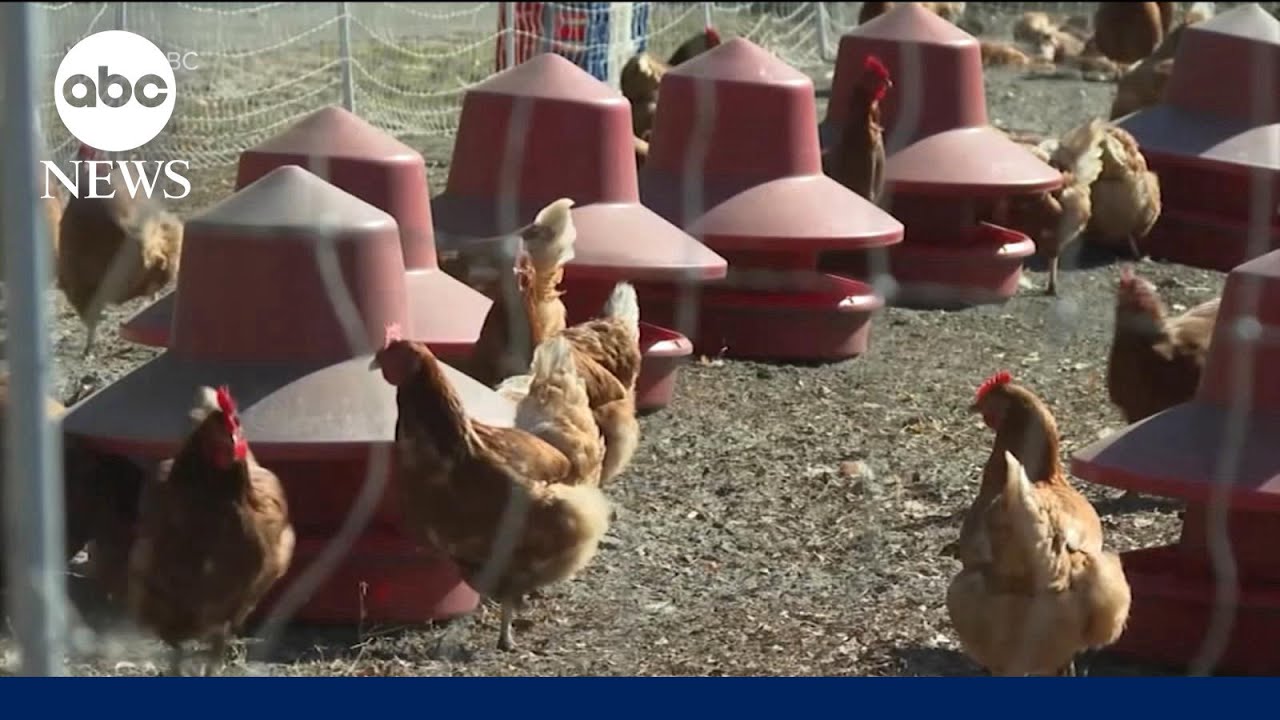 New York shuts down live poultry markets after bird flu detected