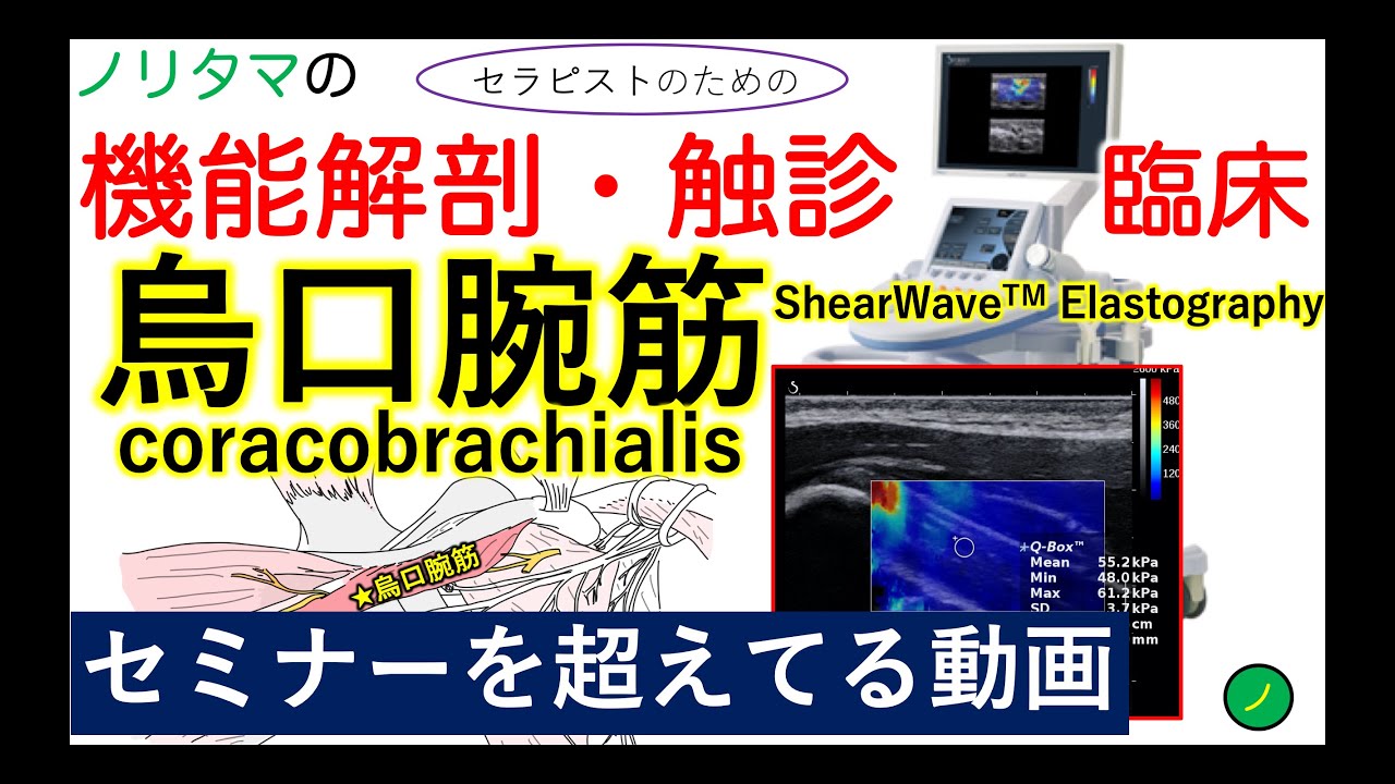 烏口腕筋：機能解剖・触診・臨床
