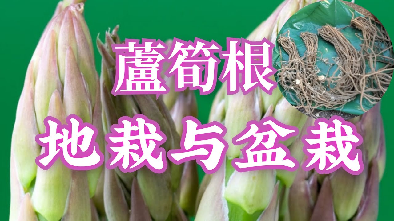 种芦笋【一】芦笋根地栽和盆栽的过程演示。