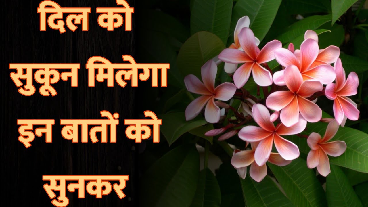 कुछ अनमोल बातें जो आपको जीवन जीना सिखा देंगी। #motivation #lovestatus 
