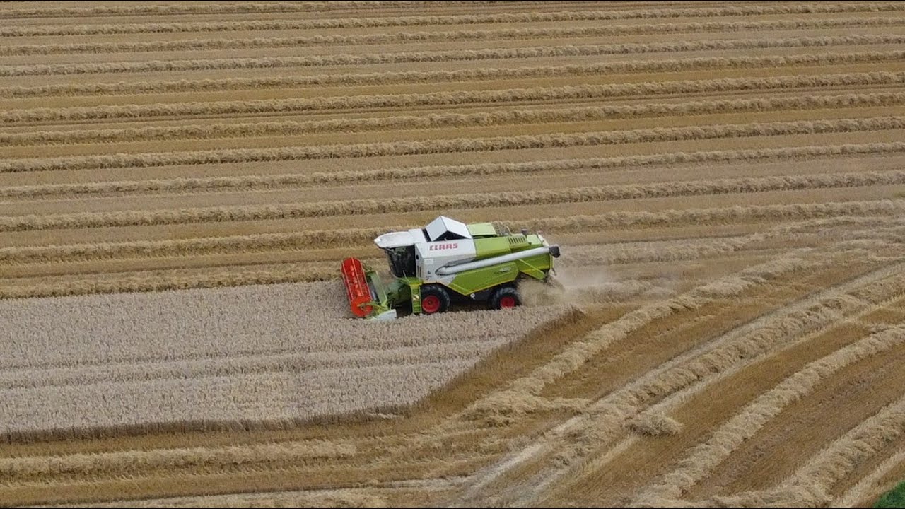 Weizen Ernte 2024/ Claas Tucano 430