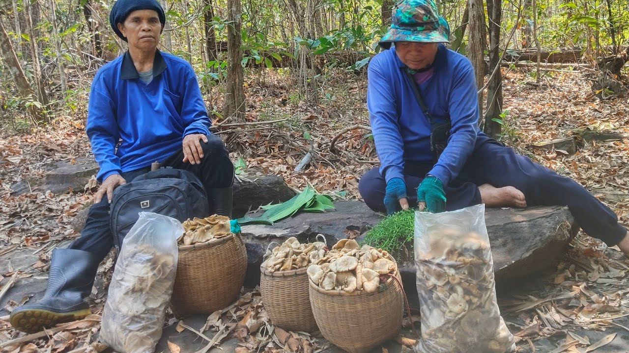 ขอนบ่บินเก็บบ่เซากะได้เองแบบหลายหมานสามต่าเห็ดบดเห็ดลมยังอ่อนๆงามๆ