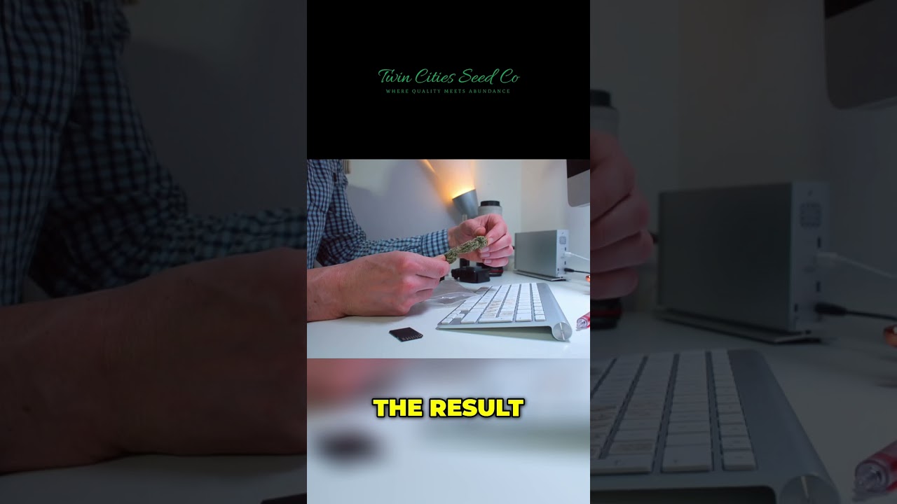 Cap Junkie: The Ultimate Sativa Hybrid Experience
