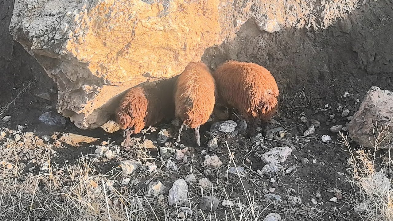 KÖYDE OT VE SU SIKINTISI BAŞLADI.