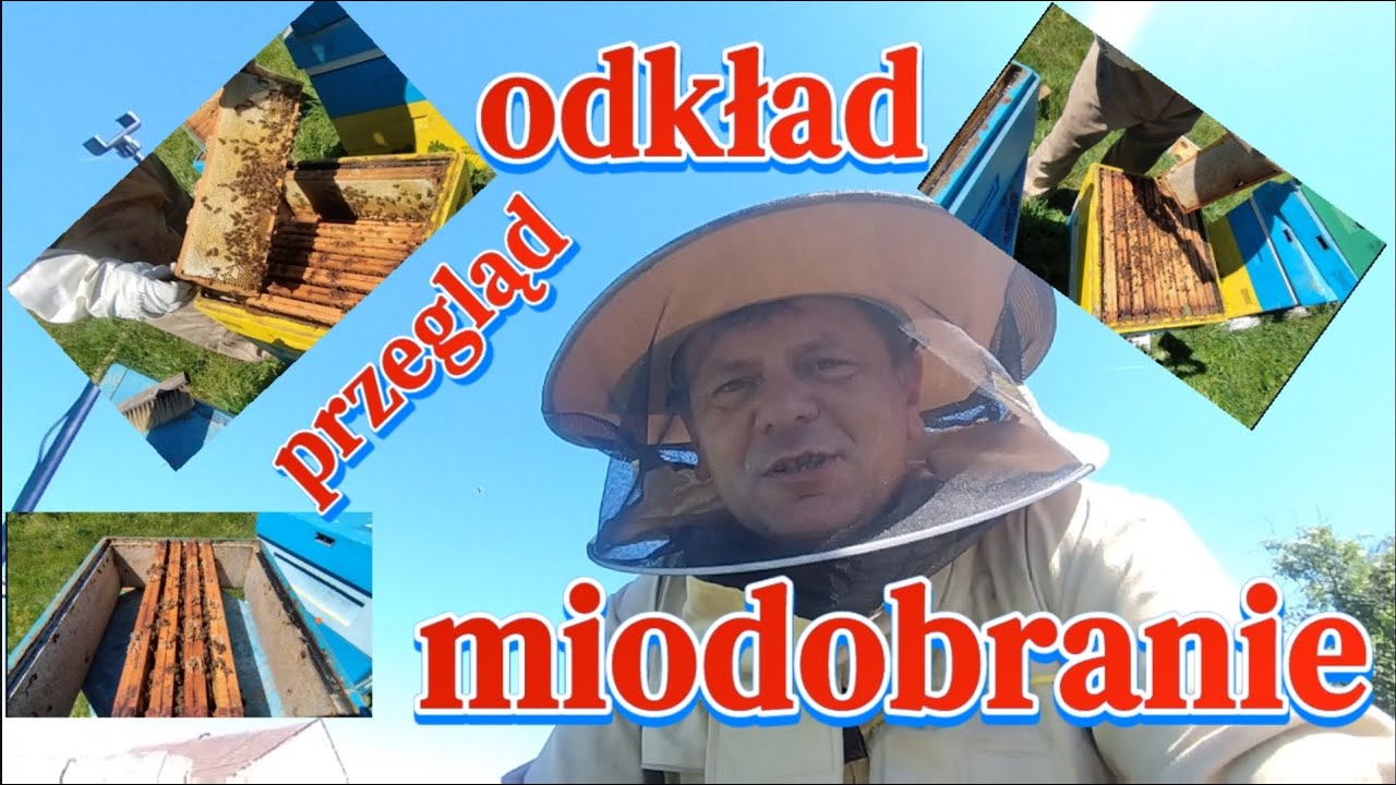 Robimy odkład, miodobranie i przegląd rodziny w 1/2 dadant