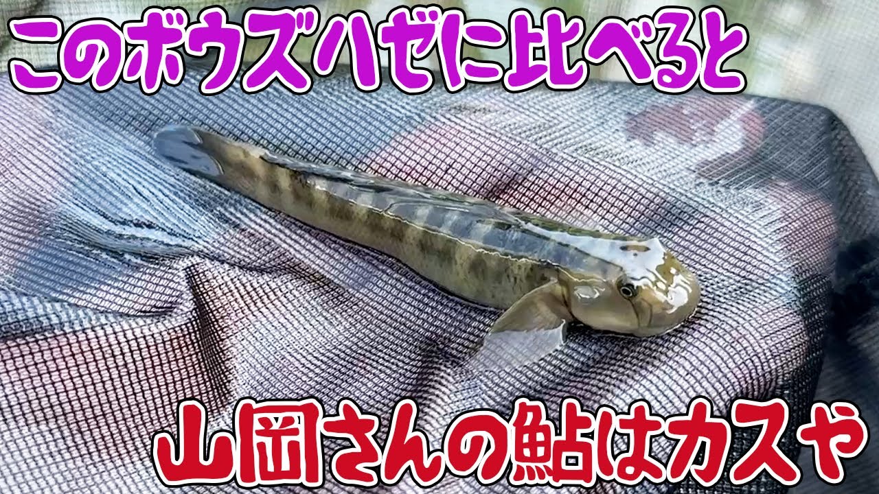 このボウズハゼに比べると山岡さんの鮎はカスや