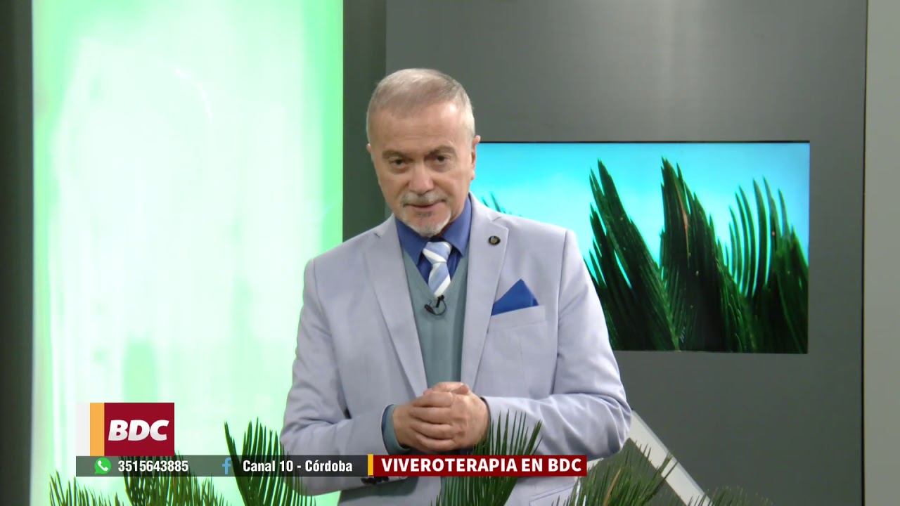 Cyca Revoluta, un fósil viviente, secretos y cuidados.