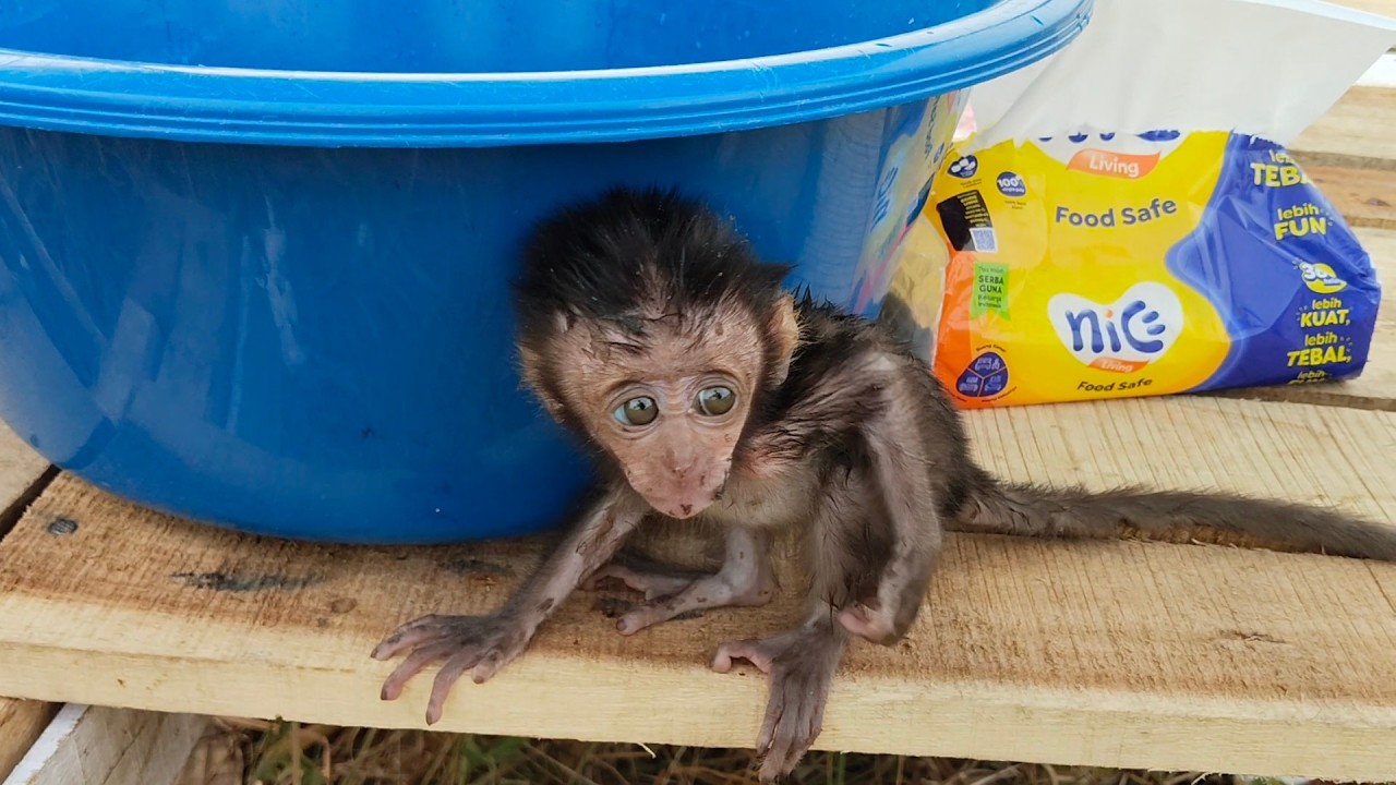 Poor newborn baby monkey struggling and being scared while being cleaned
