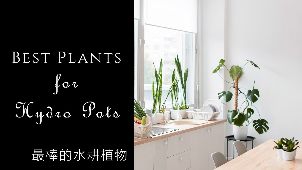 最棒的水耕植物 | 數種必種的水耕香草 | 三種不同環境的推薦 | 森林有塊田