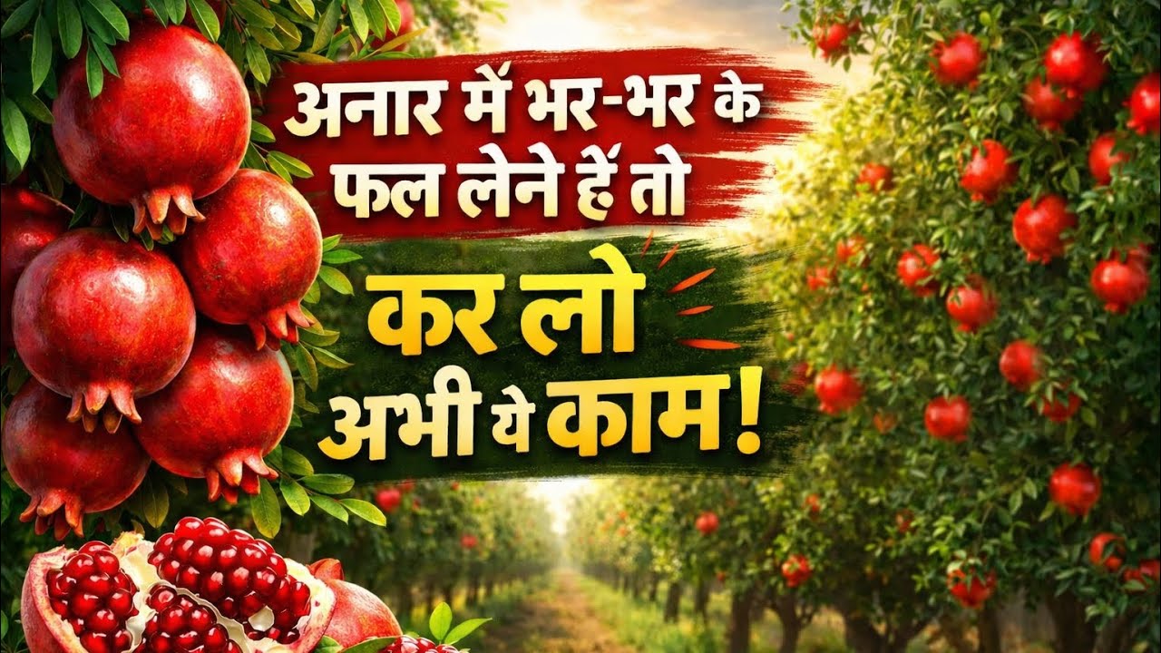 अनार मे बम्पर फल लेने के लिए करें ये काम 